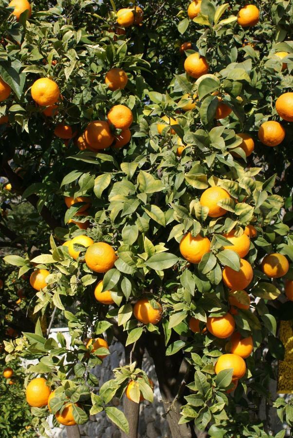 Appartement Three Oranges à Trsteno Extérieur photo