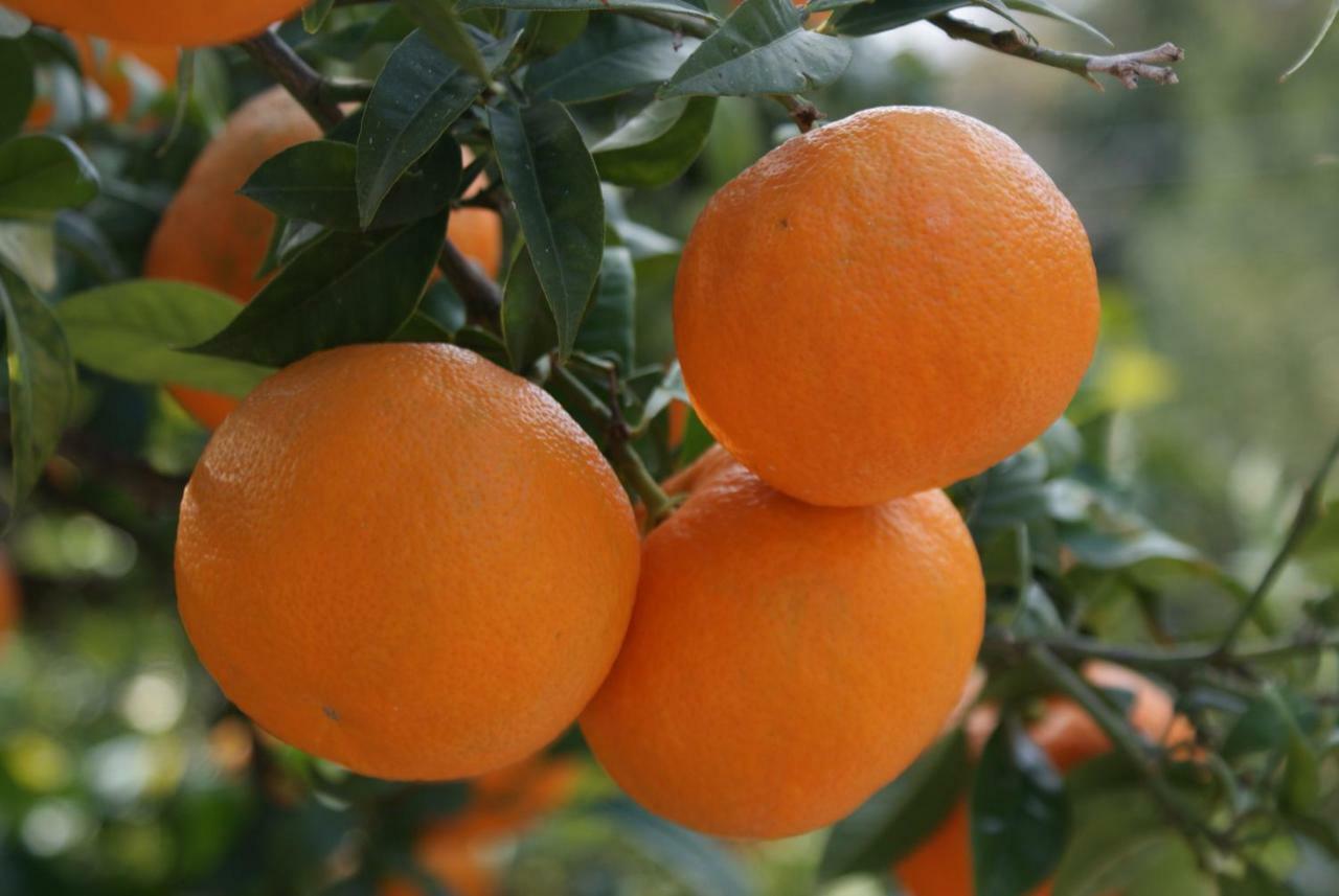 Appartement Three Oranges à Trsteno Extérieur photo